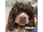 Adopt Clyde M 24018 a Cocker Spaniel