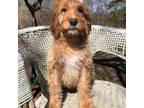 Brittany Puppy for sale in Orleans, VT, USA