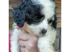 Cavapoo Puppy for sale in Louisville, GA, USA