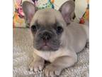 French Bulldog Puppy for sale in Erwin, NC, USA