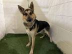 Adopt BILL a German Shepherd Dog