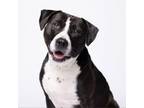 Adopt Evan a American Staffordshire Terrier