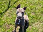 Adopt CRUISE a Pit Bull Terrier, Mixed Breed