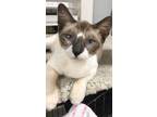 Adopt Coby a Snowshoe