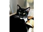 Adopt Bob a Domestic Short Hair