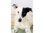 Adopt Cale a Dalmatian, English Springer Spaniel