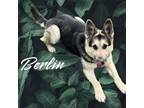 Adopt Berlin a Shepherd