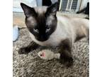 Adopt Goosebumps a Siamese