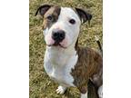 Adopt Duke a Pit Bull Terrier, Mixed Breed