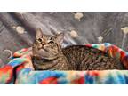 Adopt P. Diddy a Domestic Short Hair