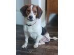 Adopt Maverick a Beagle