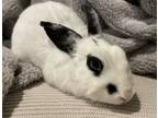 Adopt Vinny a Hotot