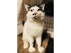 Adopt Cowbell a Domestic Short Hair