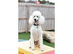 Adopt Olaf a Standard Poodle