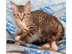 Adopt Fredward a Domestic Short Hair