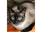 Adopt Gizmo a Siamese