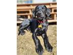 Adopt Frodo a Black Labrador Retriever