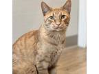 Adopt Perry the Platypus a Domestic Short Hair