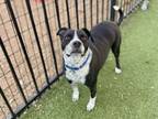 Adopt JACK a Staffordshire Bull Terrier