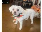 Adopt Scouty Bean a Havanese, Terrier