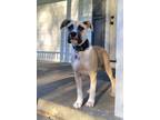Adopt Ted Lasso litter - Ted Lasso a Boxer