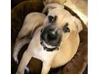 Adopt Ted Lasso litter- Roy Kent a Boxer
