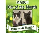 Adopt Reggie KITTEN RM a Domestic Short Hair