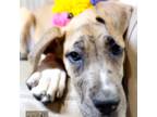 Great Dane Puppy for sale in Fort Worth, TX, USA