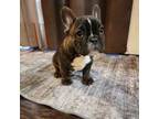 French Bulldog Puppy for sale in Springfield, MO, USA