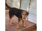 Airedale Terrier Puppy for sale in Stover, MO, USA