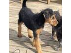 Airedale Terrier Puppy for sale in Stover, MO, USA