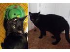 Adopt Placid and Cloe a Domestic Short Hair