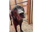 Adopt Apollo a Labrador Retriever