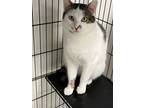 Adopt Clippy & Mouse a Domestic Short Hair