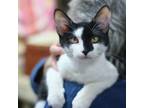 Adopt Wendell a Domestic Short Hair