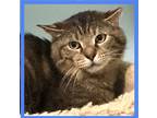 Adopt Brock a Tiger, Domestic Short Hair