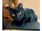 Adopt Moonlight a Domestic Short Hair