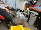 Adopt Simon a Staffordshire Bull Terrier