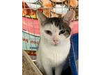 Adopt Buddy **FIV + a Domestic Short Hair