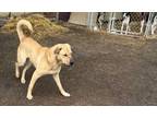 Adopt shaq a Yellow Labrador Retriever