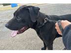 Adopt Bud a Black Labrador Retriever