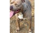 Adopt Ralph a Pit Bull Terrier