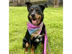 Adopt Fudge a Rottweiler