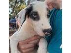 Adopt Jose de la Cruz a Catahoula Leopard Dog