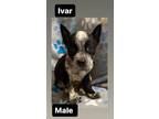 Adopt Ivar a Australian Cattle Dog / Blue Heeler, Husky