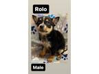 Adopt Rolo a Australian Cattle Dog / Blue Heeler, Husky