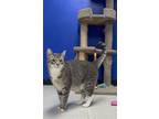 Adopt Purrnama a Domestic Short Hair, Siamese