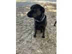 Adopt Barney a Labrador Retriever