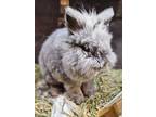 Adopt Shadow a Lionhead