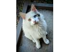 Adopt Randolph Scott a Turkish Van